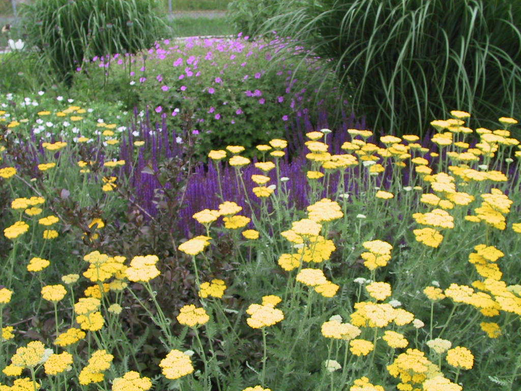 Achillea filipendulina Coronation Gold + Salvia Ostfriesland.jpg